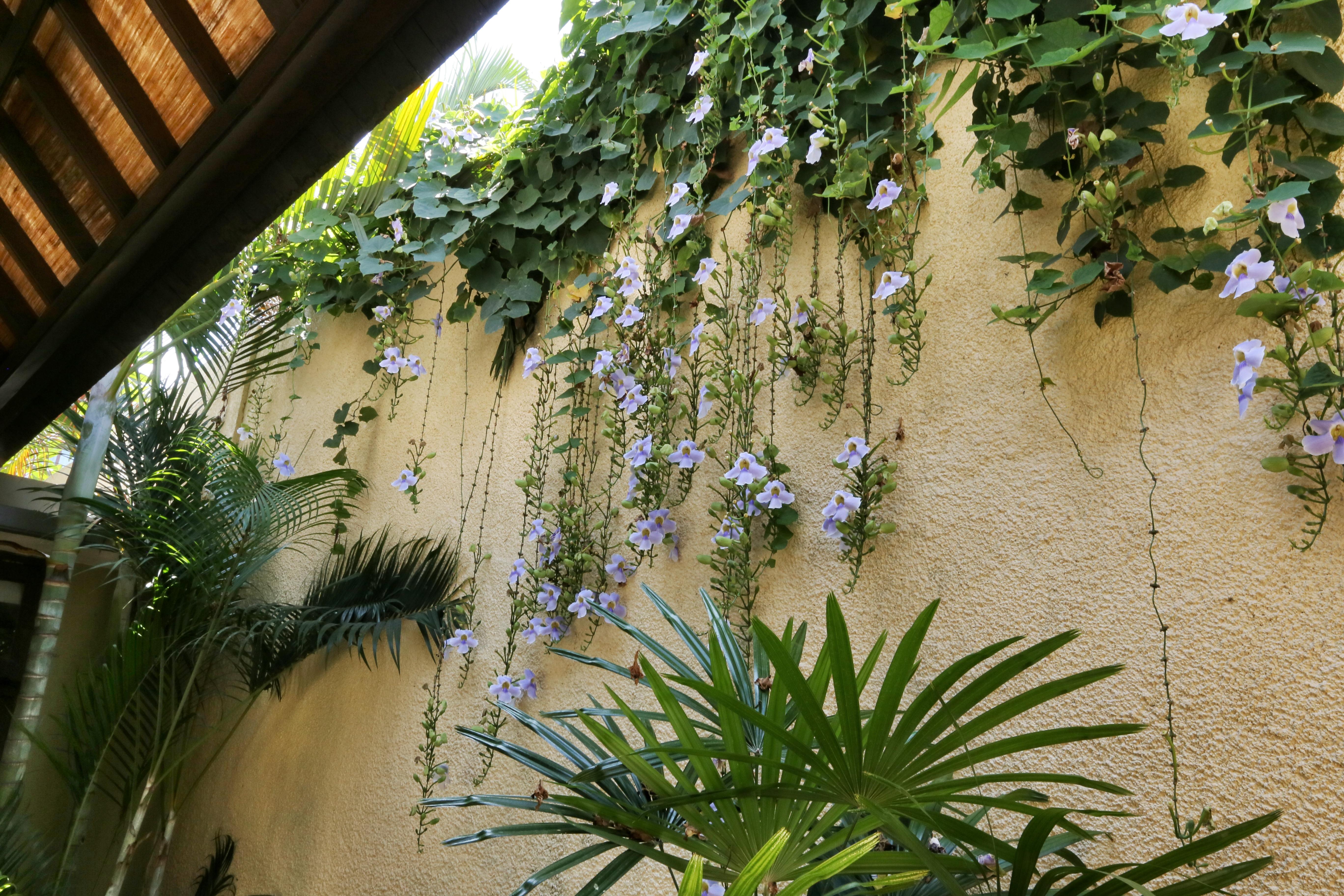 The Sanyas Villa *